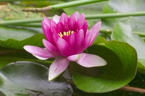 lotus flower pictures 1 (6)